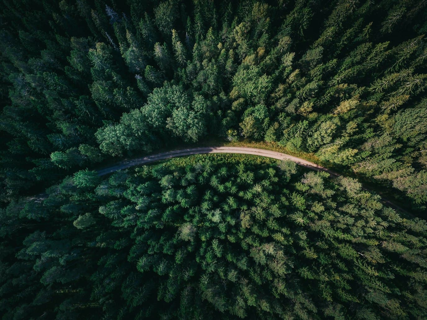 Aerial view of green forest